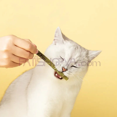 6LI KUTU Catnipli Matatabi Çubuğu (KUTULU) Kedi Oyuncakları