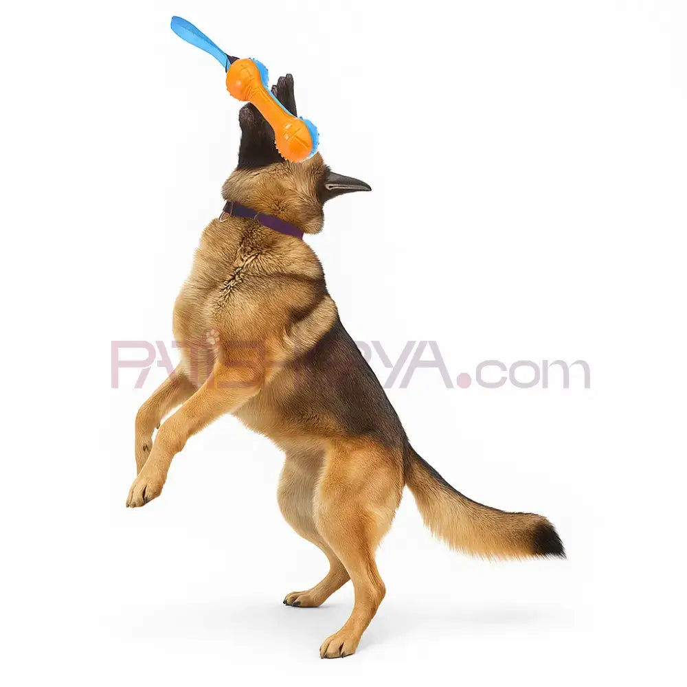 Dumbell Model Köpek Isırma Oyuncak Köpek Oyuncakları